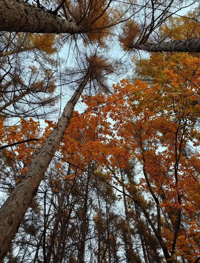 Changchun Jingyuetan | A forest park perfect for hiking.