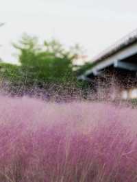 秋日專屬浪漫，解鎖深圳絕美粉黛花海！