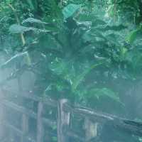 廈門植物園攻略！運動+吸氧+賞景~