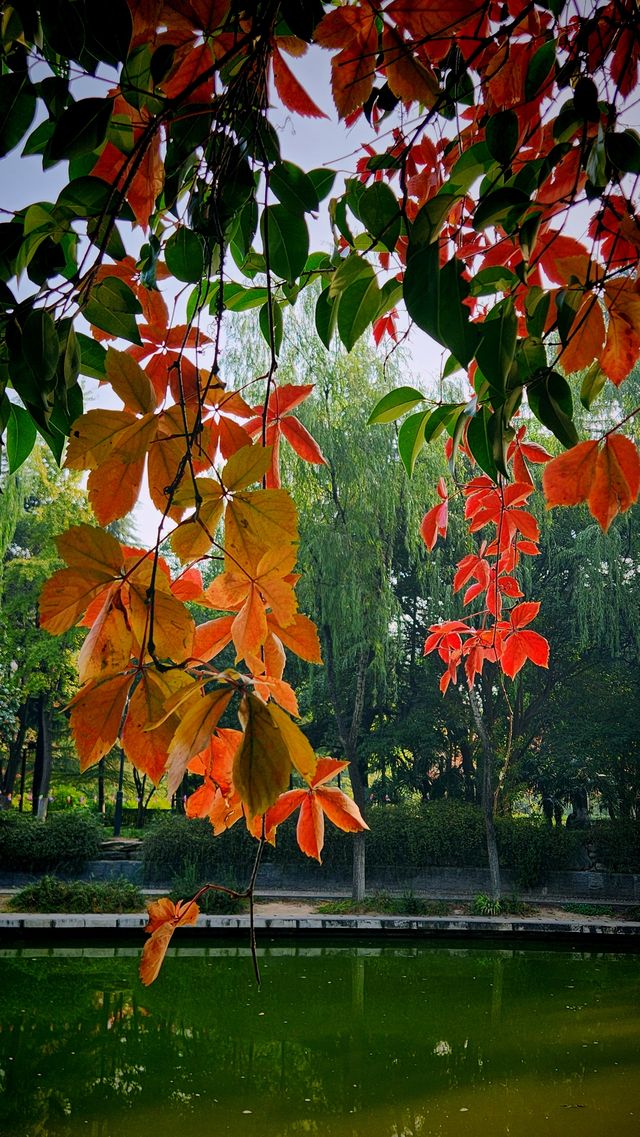 秋色暈染了豐慶公園的眉梢。