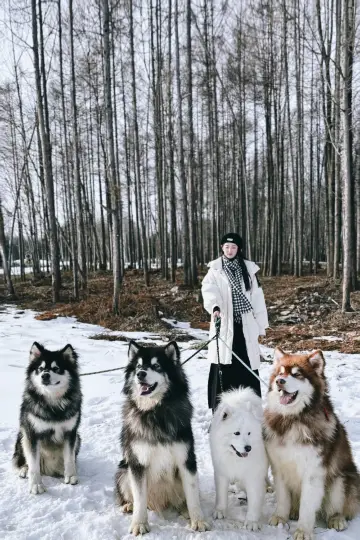 長白山超難預約的網紅雪橇犬，開放預約啦～。