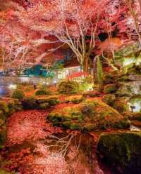 Explore Kyoto's Nighttime Autumn Foliage in 2023