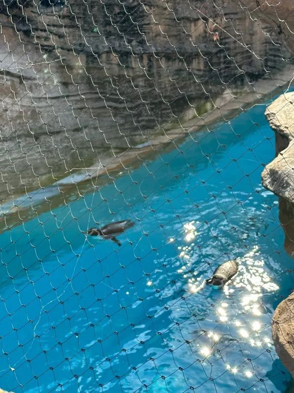 Nagoya | Visit Capybaras, but Management Says They're Gone