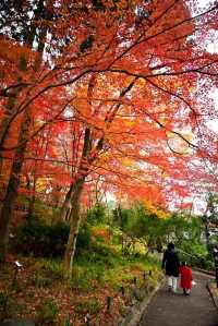 Nagoya's Higashiyama Zoo Offers Stunning Autumn Foliage