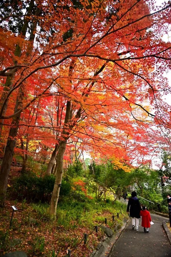 Nagoya's Higashiyama Zoo Offers Stunning Autumn Foliage