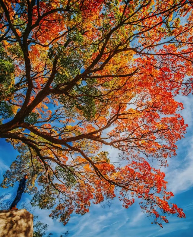 不知天上「神樹」，今夕是何年？五角楓紅葉，不愧是你！。