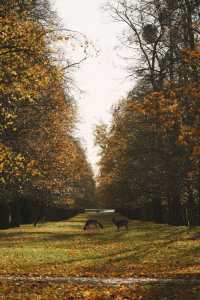 倫敦周邊遊 Bushy Park 有鹿精靈。
