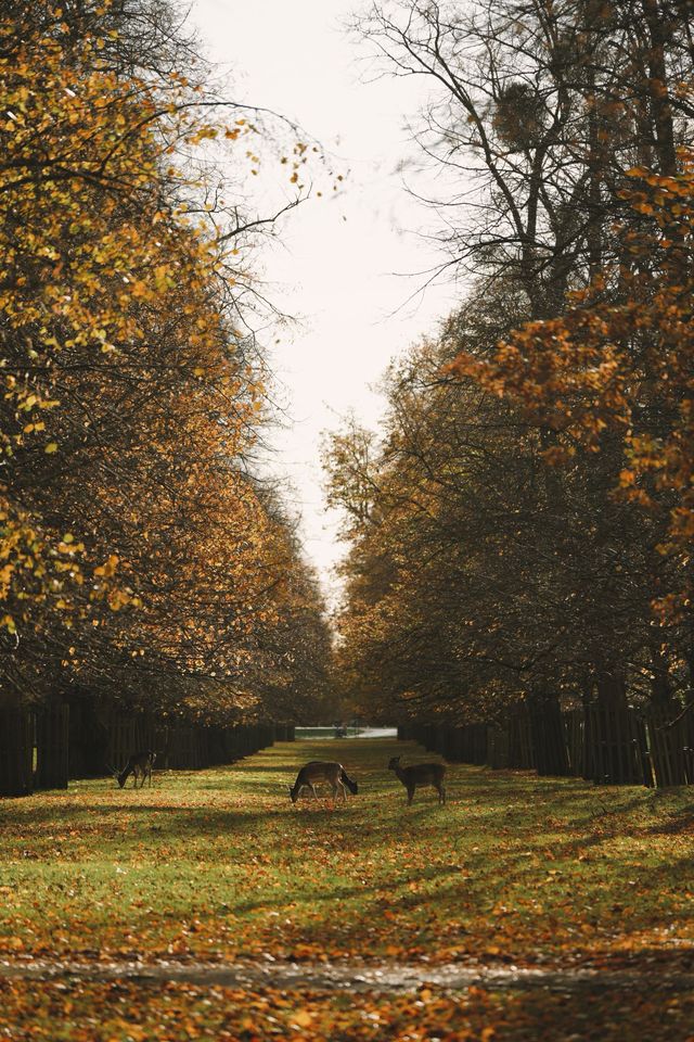 倫敦周邊遊 Bushy Park 有鹿精靈。