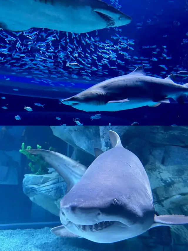 小梅沙海洋世界