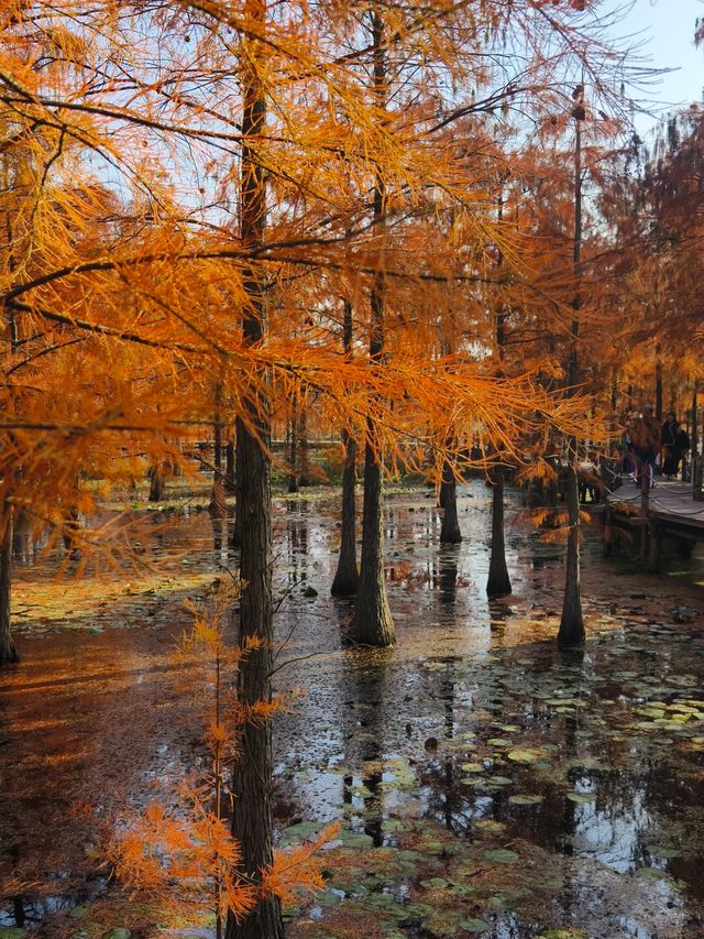 南京池杉湖濕地公園～最佳觀賞路線