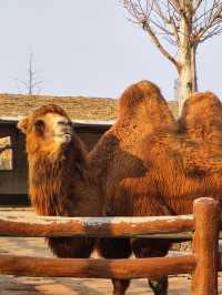 諸城動物園｜冬季寶藏小眾遛娃地