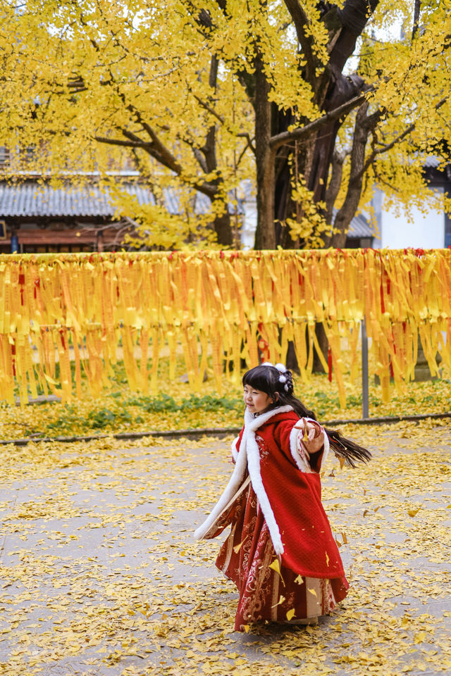 上海市區的真如寺銀杏葉落滿地啦