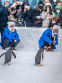 哈爾濱冬季旅行免費限定淘學企鵝觀演攻略
