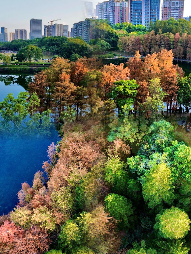 邂逅龍崗龍潭公園，盡享唯美時光