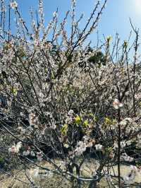 廣州從化雞枕山·白梅花海