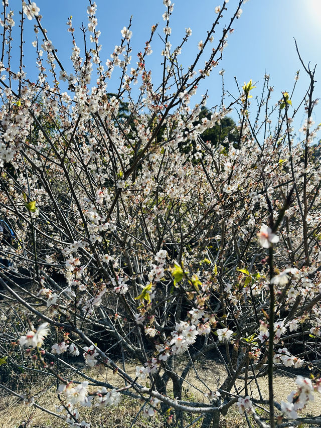 廣州從化雞枕山·白梅花海