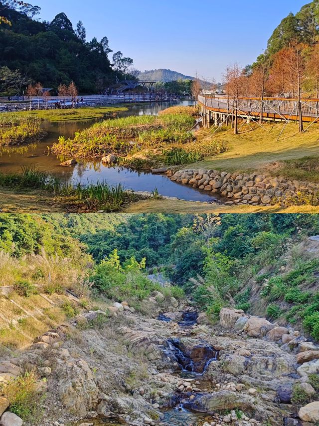 深圳坪山可以看落羽杉新開的免費公園 live