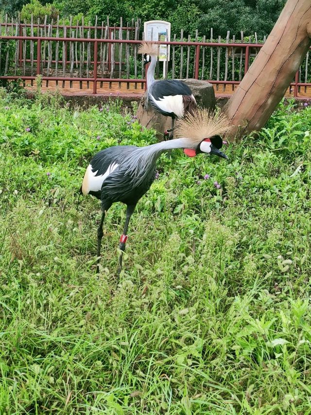 龍沙動植物園：動植物們的可愛小天地