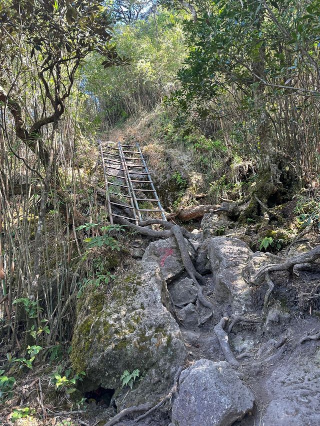 翻山越嶺到五指山 探秘三亞原始森林的神秘力量