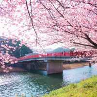 再過一個月🌸東京這5️⃣個地方將櫻花滿開！！