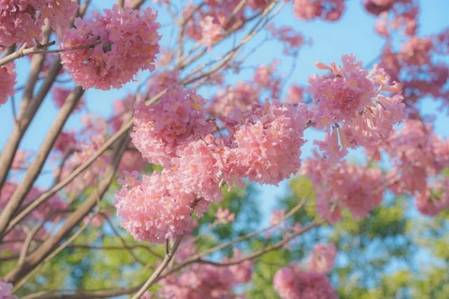 廣州春天上線邊賞花邊逛燈會