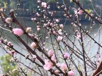 2月華南迎來桃花盛開