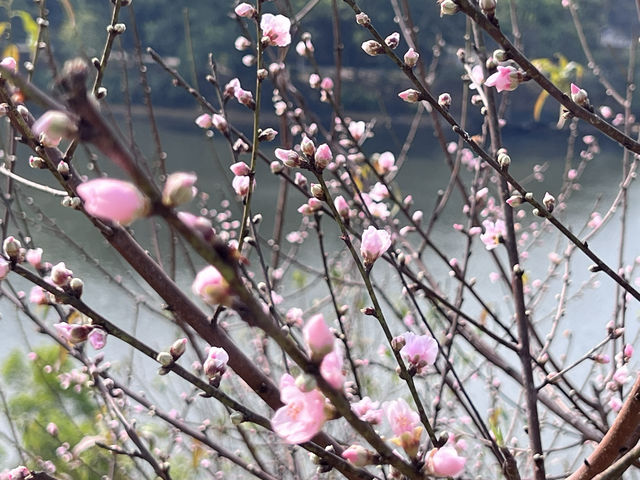 2月華南迎來桃花盛開