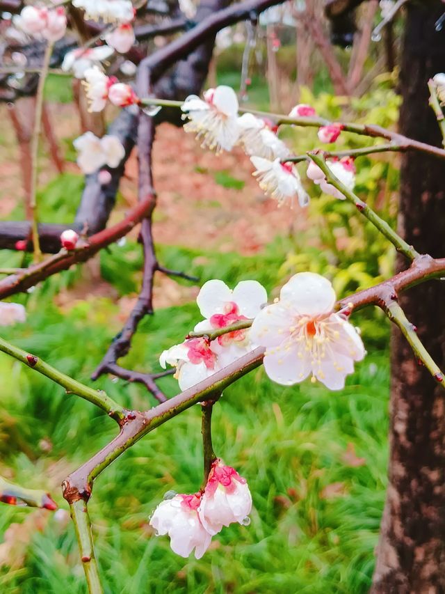 在真如公園遇見「梅」好—踏雨尋梅