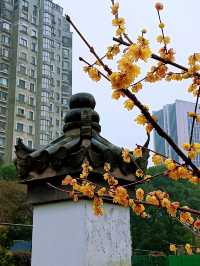 在真如公園遇見「梅」好—踏雨尋梅