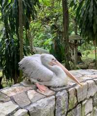 漫步納閩飛禽公園｜聆聽鳥兒的自然樂章