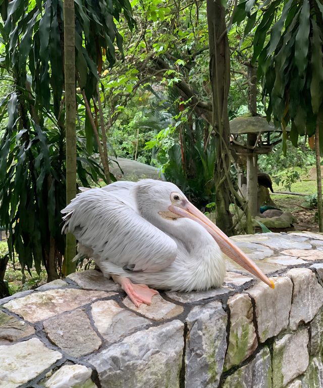 漫步納閩飛禽公園｜聆聽鳥兒的自然樂章