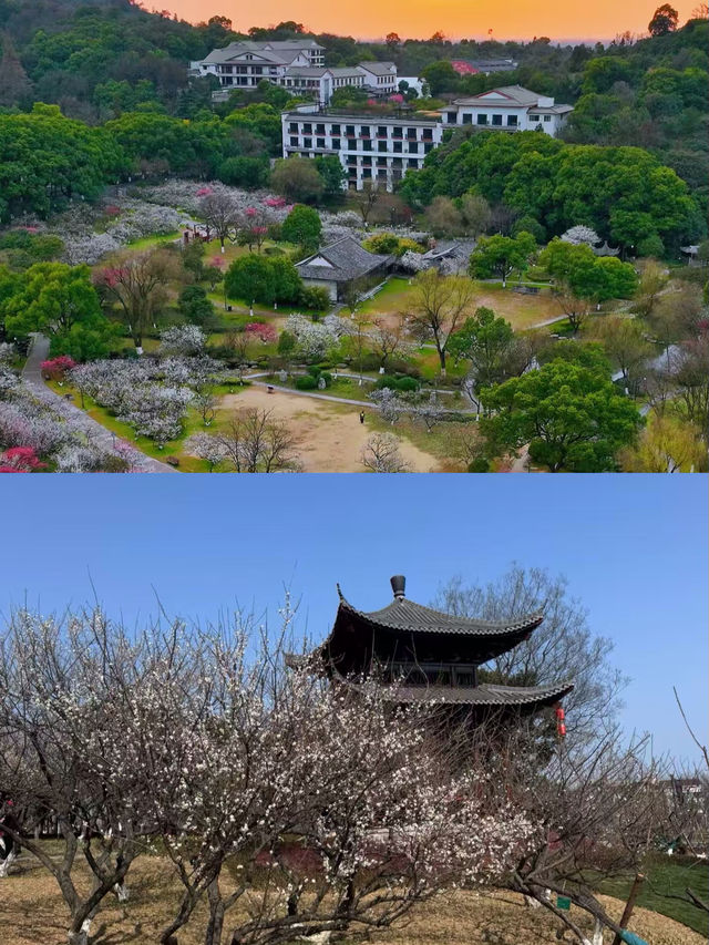 杭州超山，賞梅嘅聖地。