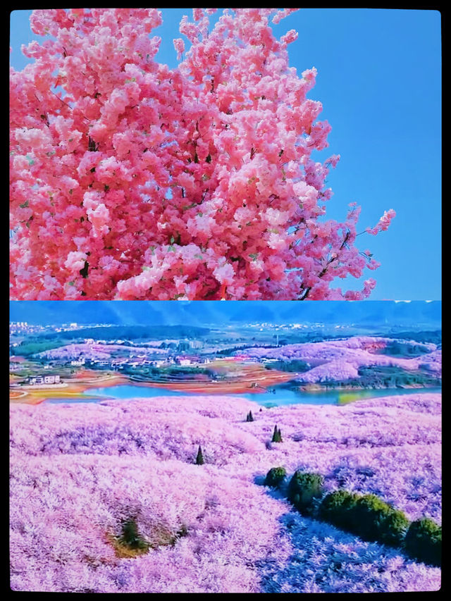 春風和煦，天空晴朗，一山櫻花一山雲