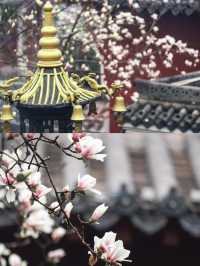 三月的武漢，錯過長春觀的玉蘭花我會哭！
