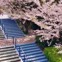 世博源櫻花階梯🌸 氛圍感直接飆滿格