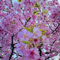🌸東京限定浪漫！台場海濱公園櫻花盛放