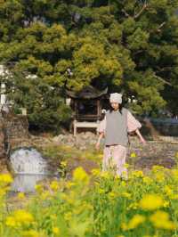 婺源油菜花實況播報｜想去嘅姊妹請再等一周