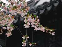 南京這個免費公園才是春日賞花天花板吧！