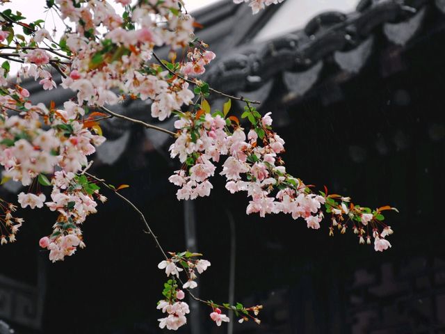 南京這個免費公園才是春日賞花天花板吧！