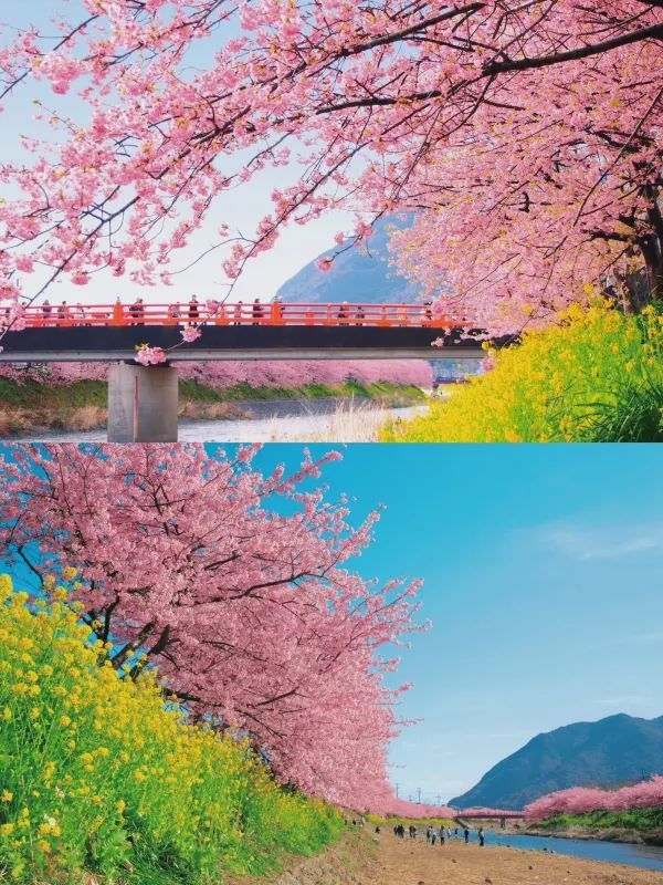 河津桜の早春の魅力を満喫しよう！