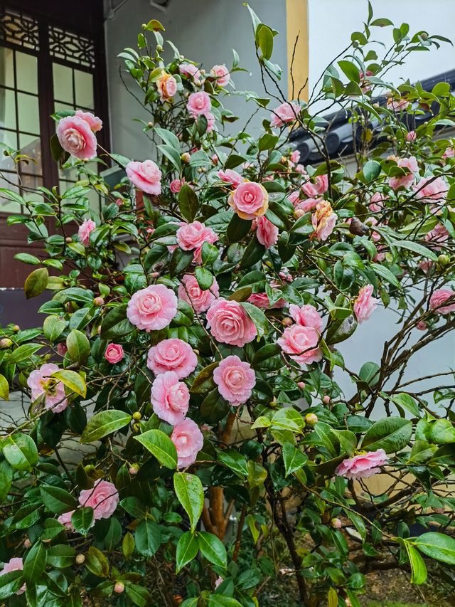春日嘅淨慈寺