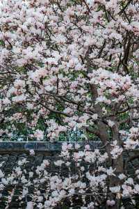 成都這座冷門古寺裡 藏著一棵百年玉蘭美到窒息