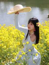春日序曲油菜花開了