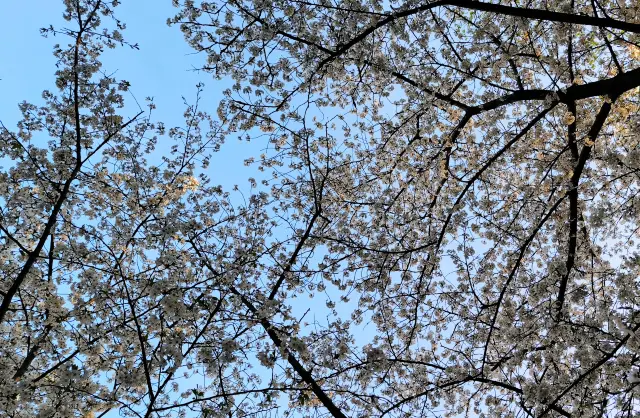 Incomplete Recommendations for the Best Cherry Blossom Viewing Spots in Ningbo, Zhejiang