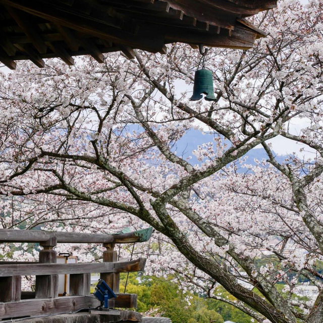 🌸挖到京都超绝美的小众賞櫻秘境😍