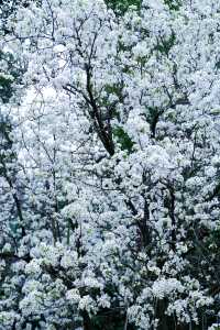 成都限定春日雪景 植物園梨花太美啦