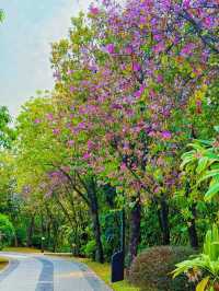 踏入海珠國家濕地公園，在濕地的靜謐中聆聽自然的淺吟低唱