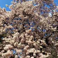 大阪城公園櫻花現狀！別當了大冤種