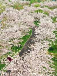 百畝櫻花