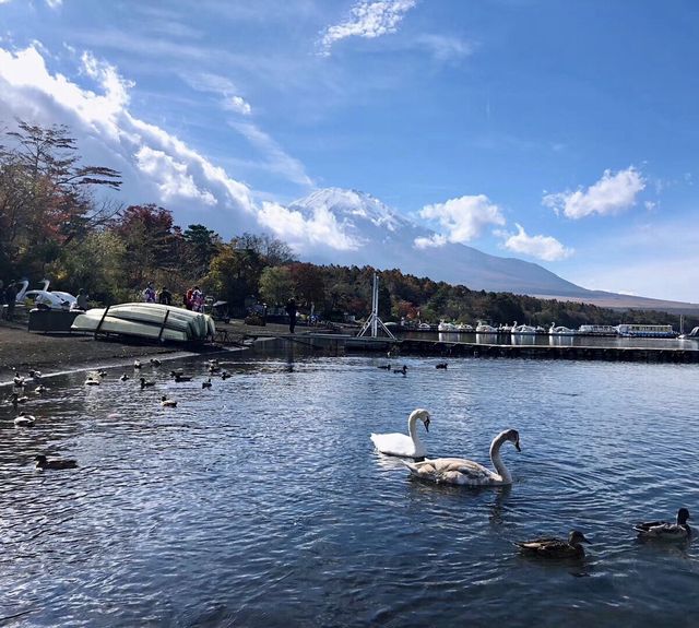 沼津港隱藏於日本的夢幻海港，富士山與海景同框
